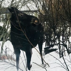 Meet your Posher, Kayli